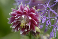 Akelallium 2