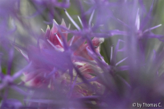 Akelallium 3