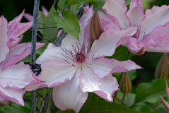 Omoshiro