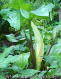 Arum italicumDSC02958jpg.jpg