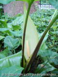 Arum italicumDSC02957jpg.jpg