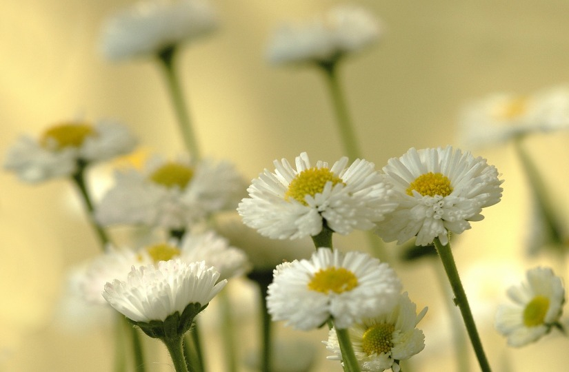 Bellis 1