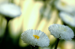 Bellis 2