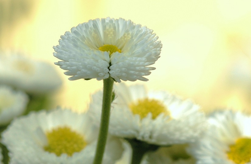 Bellis 3