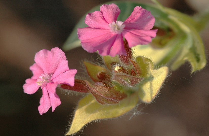 Silene 1
