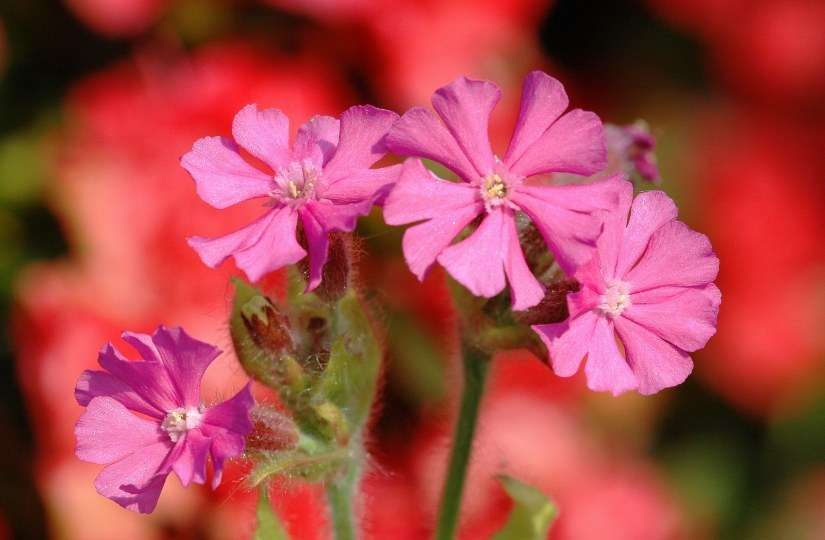 Silene 2