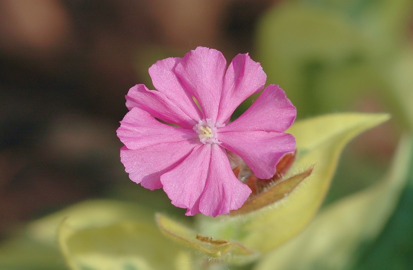 Silene 3