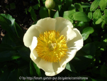 'Claire de Lune' - 06.05.2007