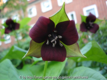 Trillium unbekannt - I