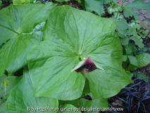 Trillium unbekannt - II