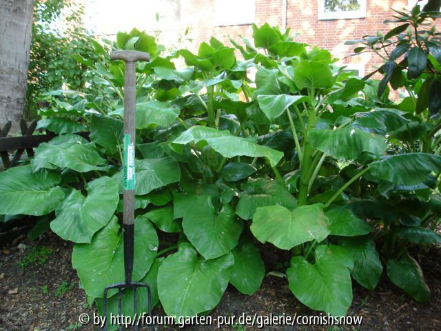 Cardiocrinum giganteum - 06.05.2007