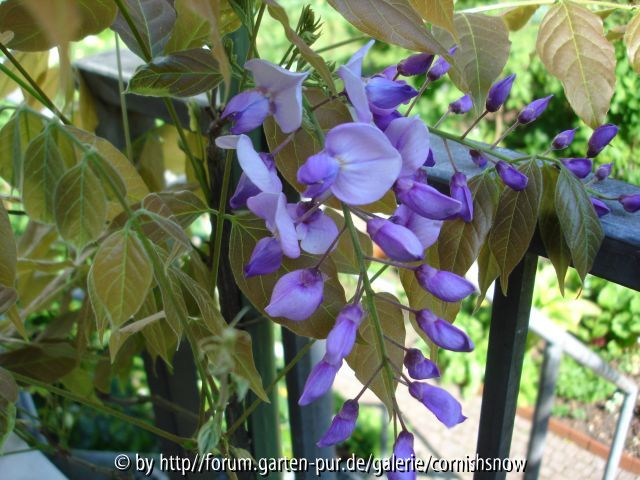 Wisteria brachybotrys ? I