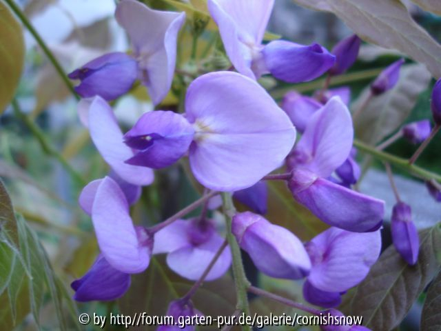 Wisteria brachybotrys ? II