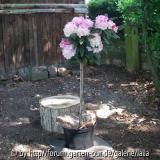 Rhododendron Hochstämmchen