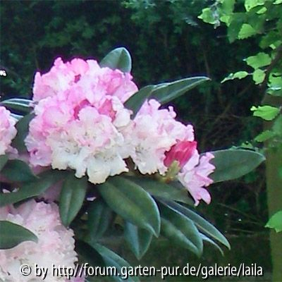 Rhododendron Hochstämmchen - Blütenausschnitt