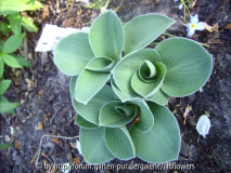 Hosta Blue Mouse Ears öffnet sích