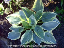 Hosta Aristocrat