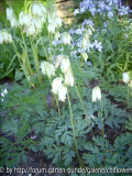 Dicentra formosa Aurora