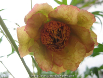 Strauchpfingstrose Sämling2