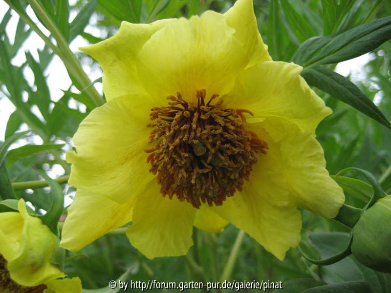 Strauchpfingstrose Sämling_gelb