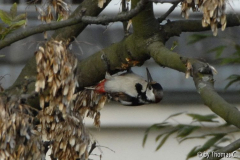 Buntspecht