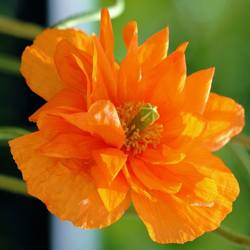 Papaver