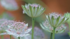 Astrantia