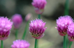 Allium 1