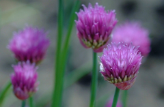 Allium 2