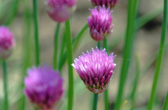 Allium 3