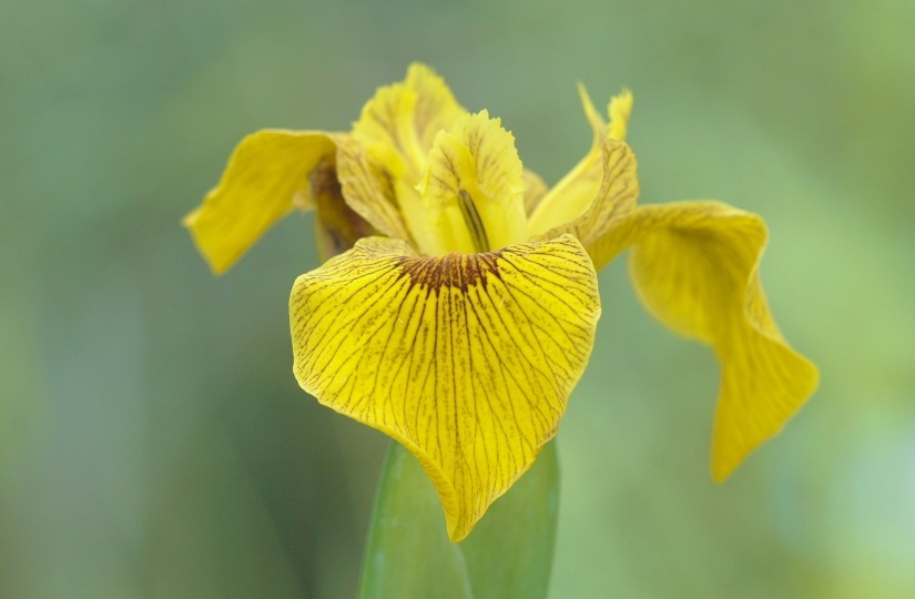 Iris 1