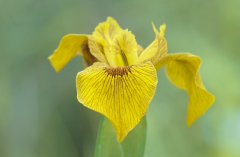 Iris 1