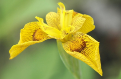 Iris 2