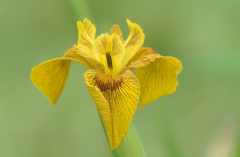 Iris 3