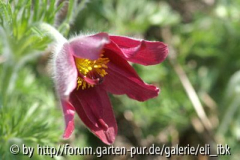 070408Bot_Garten1klein.jpg