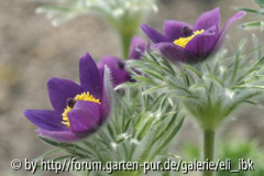 070408Bot_Garten2klein.jpg