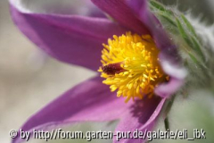 070408Bot_Garten3klein.jpg