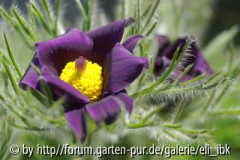 070408Bot_Garten4klein.jpg