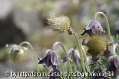 070408Bot_Garten5klein.jpg