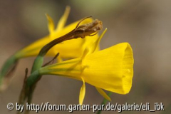 070408Bot_Garten6klein.jpg