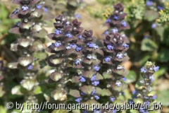 070408Bot_Garten7klein.jpg