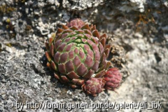 070408Bot_Garten8klein.jpg