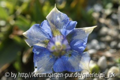 070408Bot_Garten9klein.jpg
