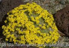 070408Bot_Garten10klein.jpg