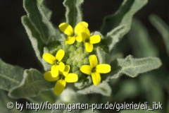 070408Bot_Garten12klein.jpg