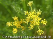 070408Bot_Garten13klein.jpg