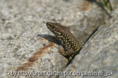 070408Bot_Garten14klein.jpg