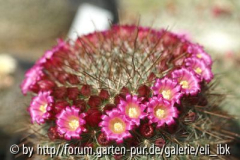 070408Bot_Garten15klein.jpg