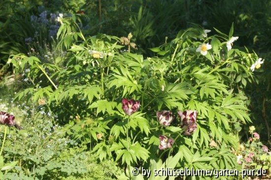Paeonia emodii, Habitus