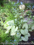 Brunnera mac. Looking Glas